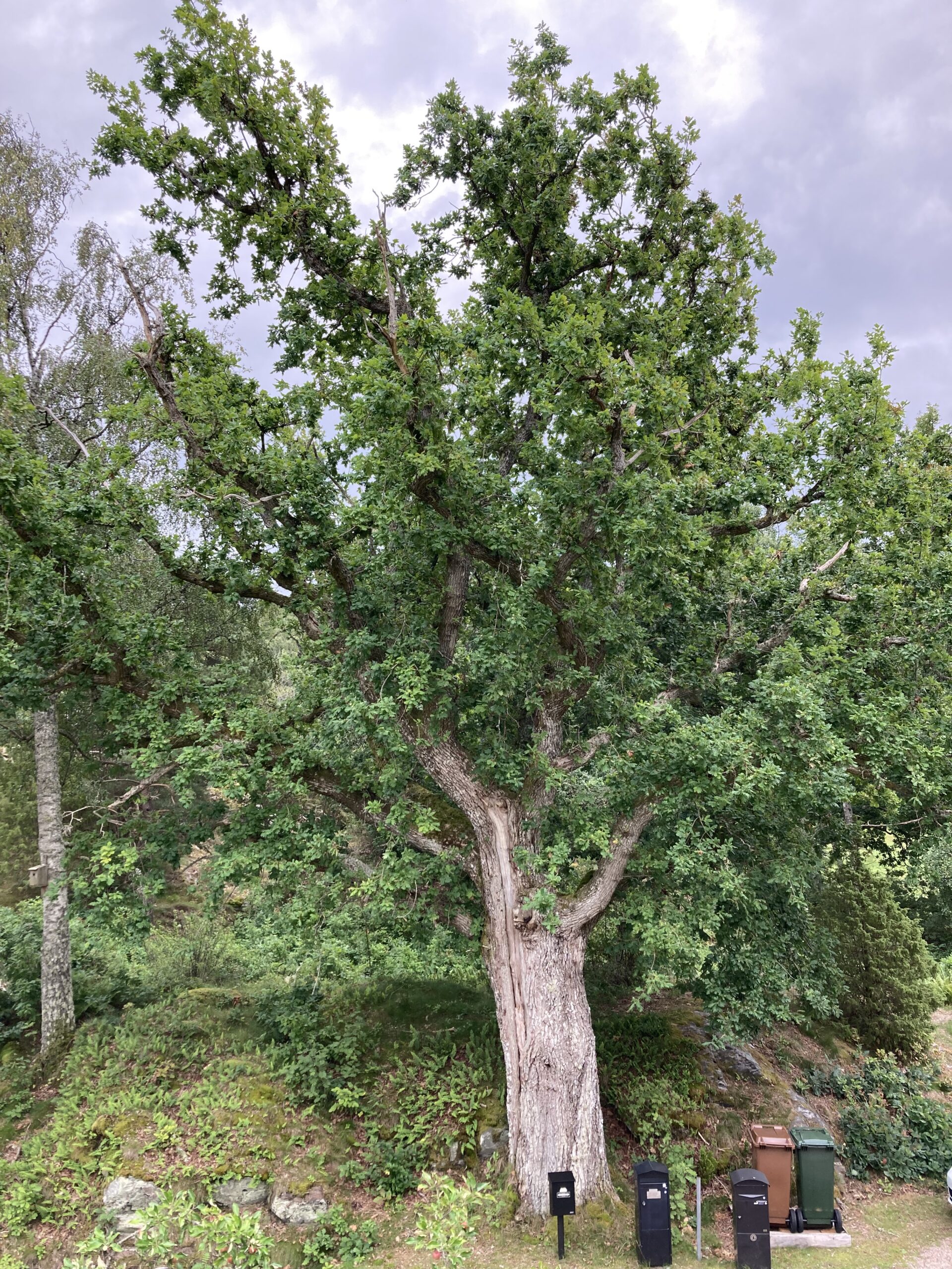 Du visar för närvarande Vad kostar det att släktforska?